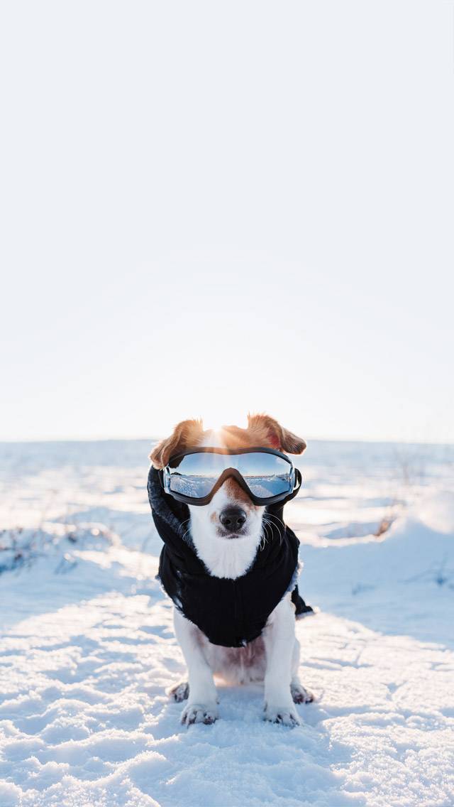 Weather Puppy for cold weather